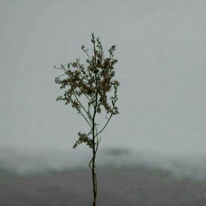 上海少妇被灌醉无奈
